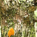 Xylocarpus moluccensis (Cedar Mangrove)<br />EOS6D + EF400 F5.6L